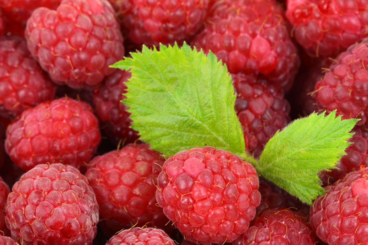 A picture of some actual raspberries